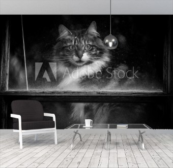 Picture of Cat looking through window Black and White